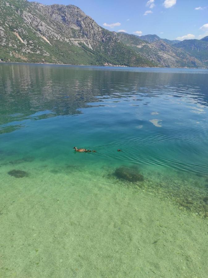 Apartments Dabovic Kotor Eksteriør billede